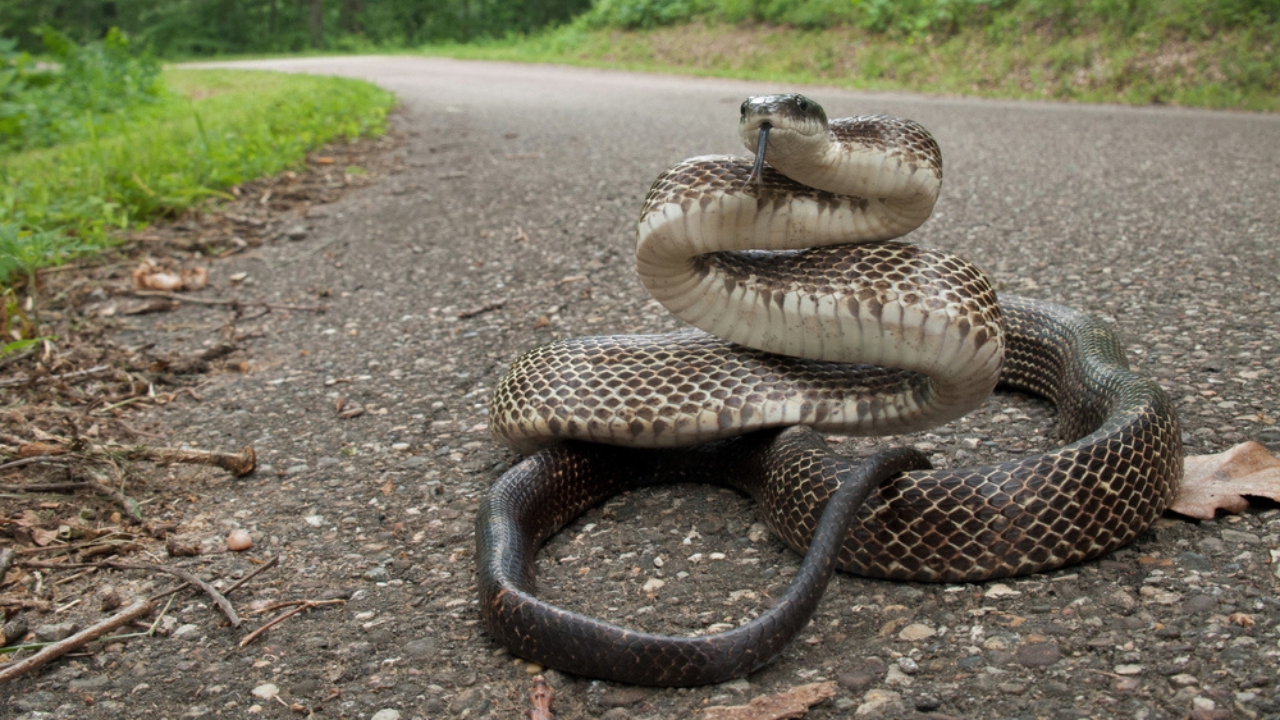 America’s Largest Snakes: 12 Giants of Epic Proportions - Eastern Rat Snake ss1936653043