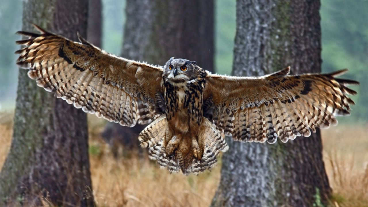 15 Fierce Birds of Prey That Rule the Skies - Eurasian Eagle Owl dp102975050