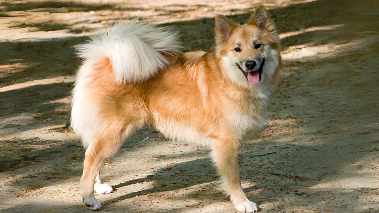 Meet 20 Adorable Dog Breeds with Pointy Ears & Unique Personalities - Icelandic Sheepdog wc