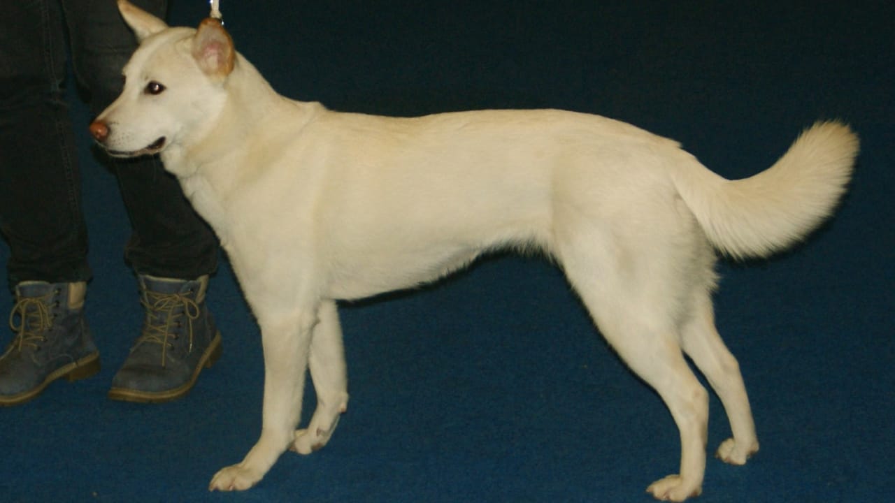 Meet 20 Adorable Dog Breeds with Pointy Ears & Unique Personalities - Jindo dog Korea wc