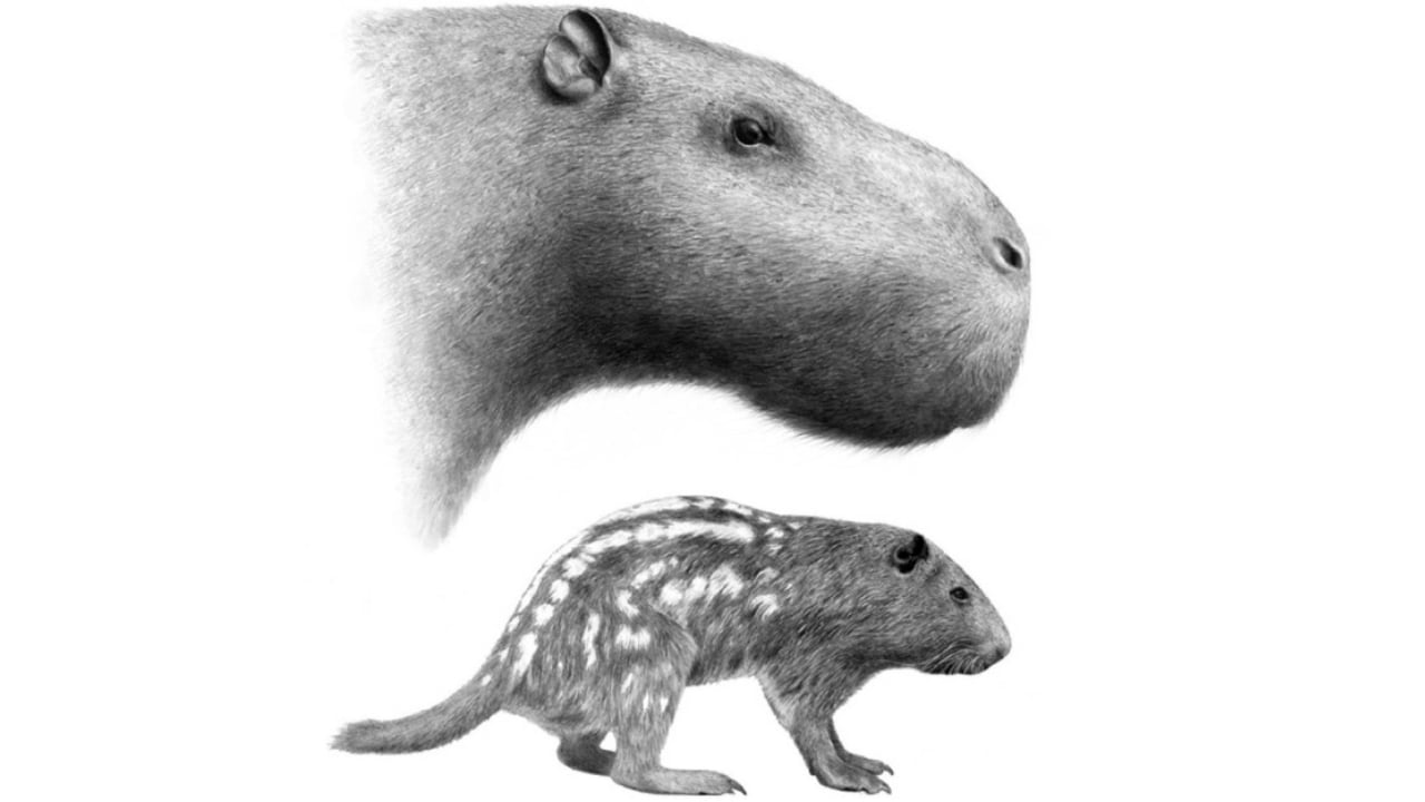 14 Ancient Beasts That Would Make T-Rex Look Tame - Josephoartigasia wc