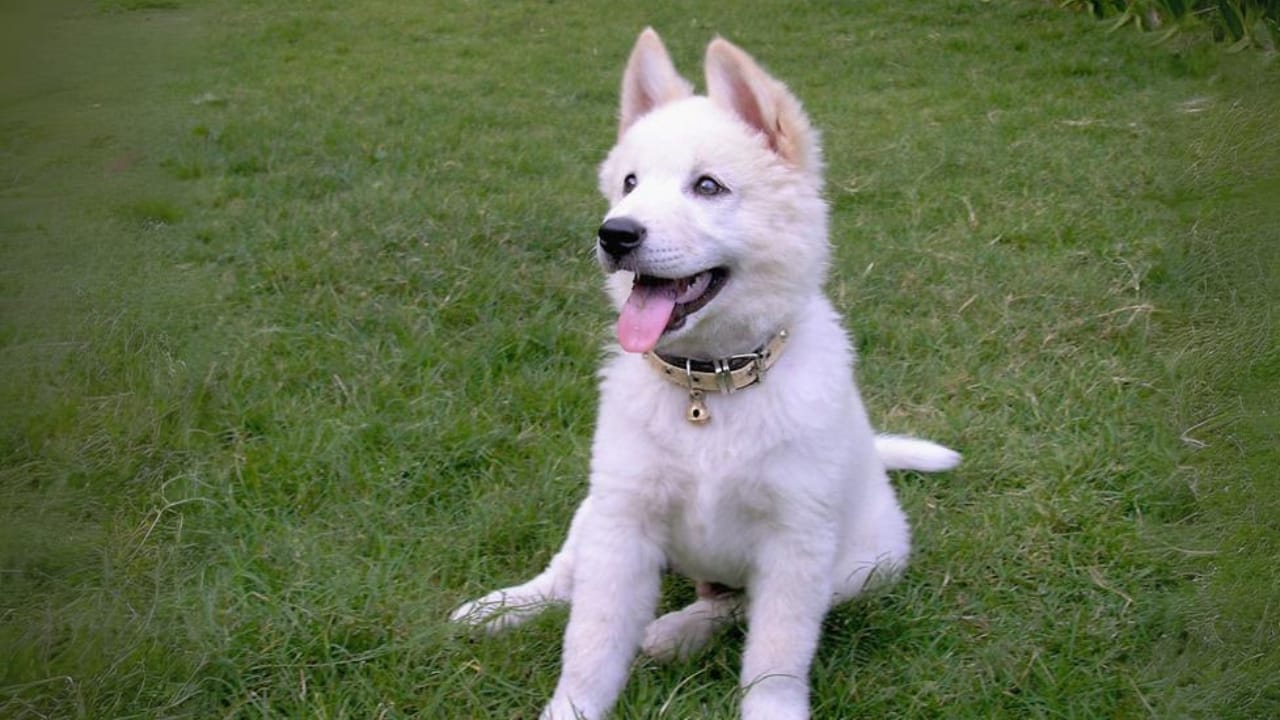 Meet 20 Adorable Dog Breeds with Pointy Ears & Unique Personalities - Kintamani dog white wc
