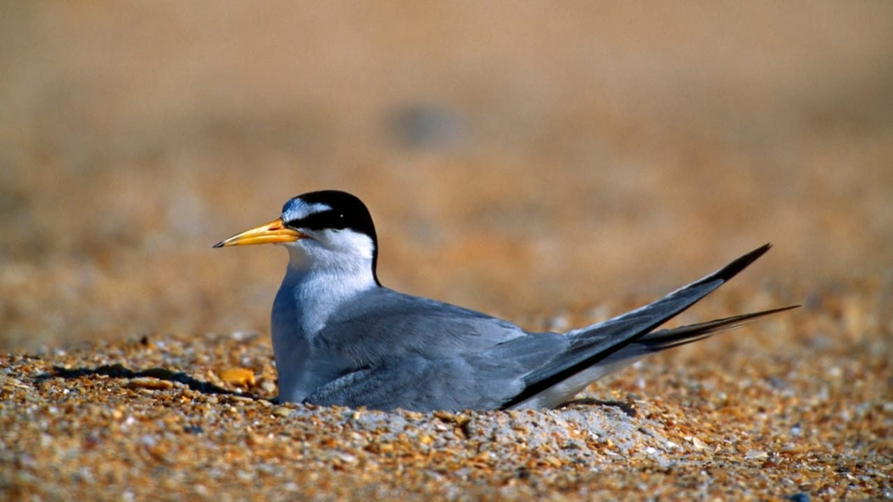 18 Seaside Birds to Look Out for on Your Next Beach Day - Least Tern dp31690795