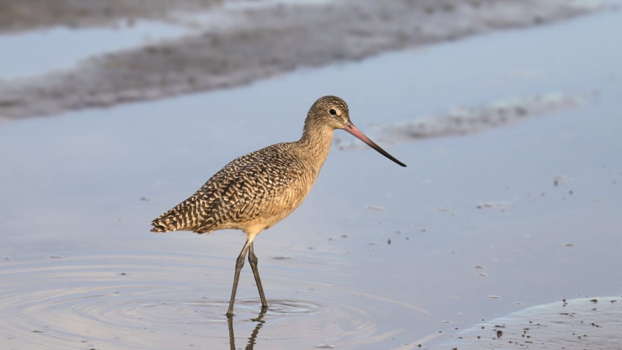 18 Seaside Birds to Look Out for on Your Next Beach Day - Marbled Godwit dp425161784