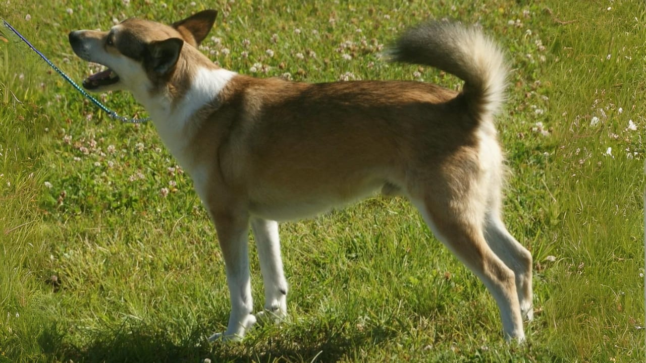 Meet 20 Adorable Dog Breeds with Pointy Ears & Unique Personalities - Norwegian Lundehund wc