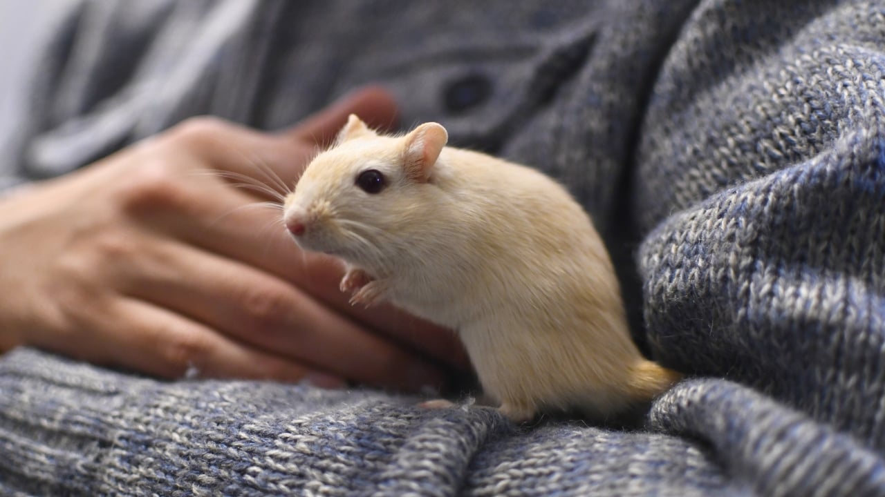 First Pet? 13 Easygoing Pets Perfect for Beginners - Pet gerbil ss2435566597