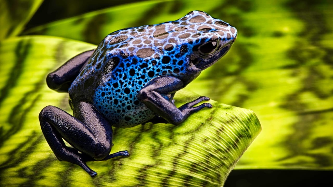 19 Terrifying Creatures That Could Give You Nightmares - Poison Dart Frog dp79399228