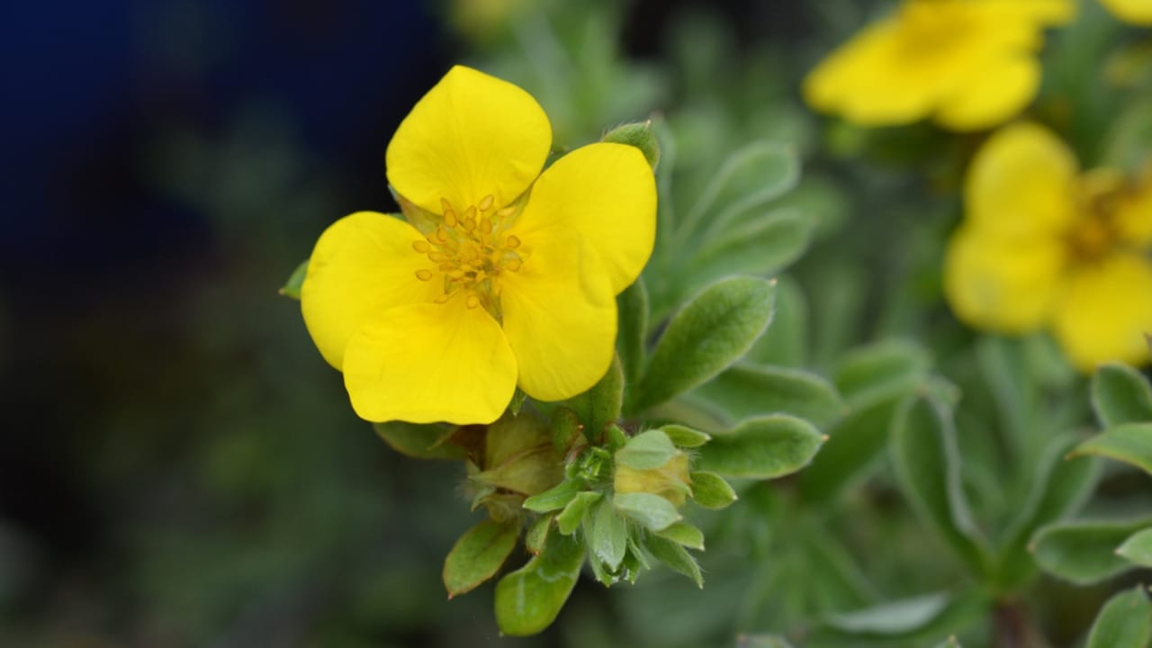 The Flowering Shrub That Adds Color All Season —and Deer Stay Away - Shrubby cinquefoil Gold Carpet dp231987016