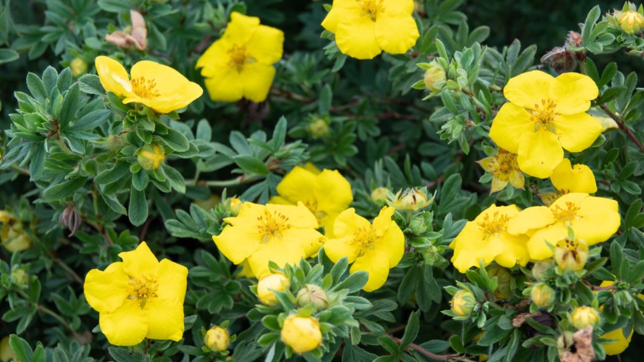 The Flowering Shrub That Adds Color All Season —and Deer Stay Away - Shrubby cinquefoil dp322899926