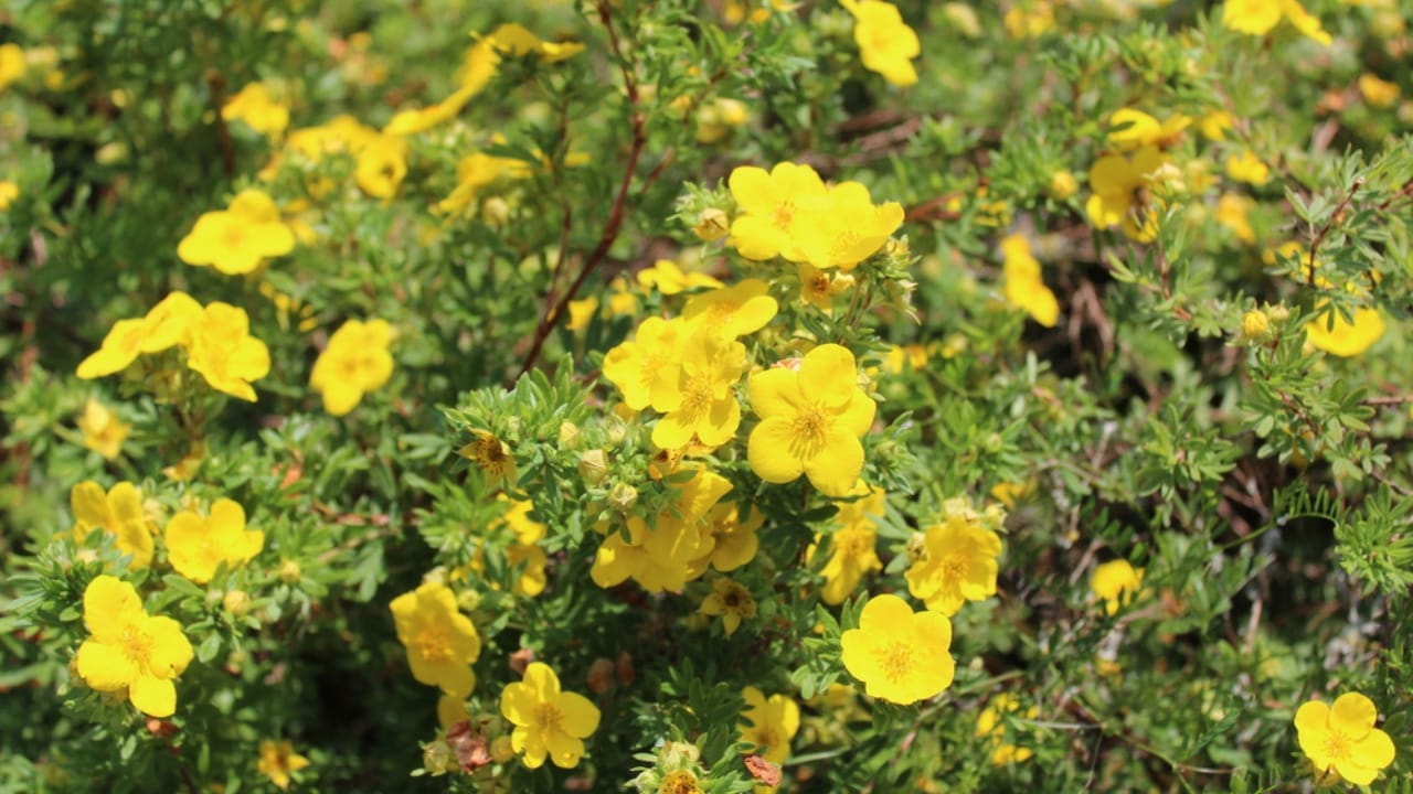 The Flowering Shrub That Adds Color All Season —and Deer Stay Away - Shrubby cinquefoil dp489602874