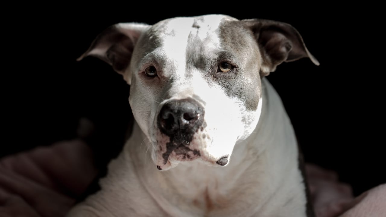 Pit Bull vs. Pit Bull-Type: 8 Myths About Staffordshire Bull Terriers, Debunked - Staffordshire Bull Terrier ss2327421215