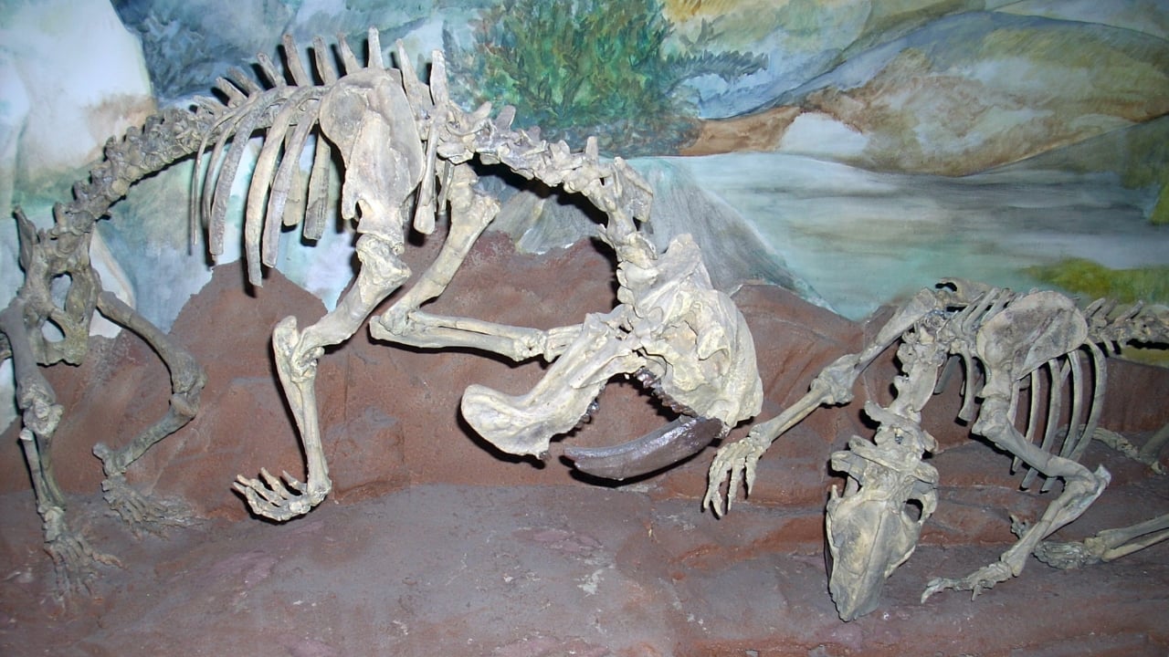 14 Ancient Beasts That Would Make T-Rex Look Tame - Thylacosmilus wc