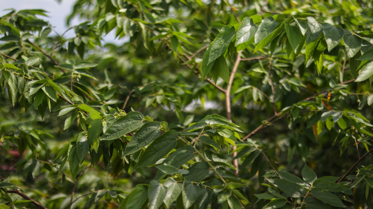 Legal CBD without Cannabis... Scientists Discover CBD in Native Plant, Opening New Possibilities - Trema micrantha ss2472478949
