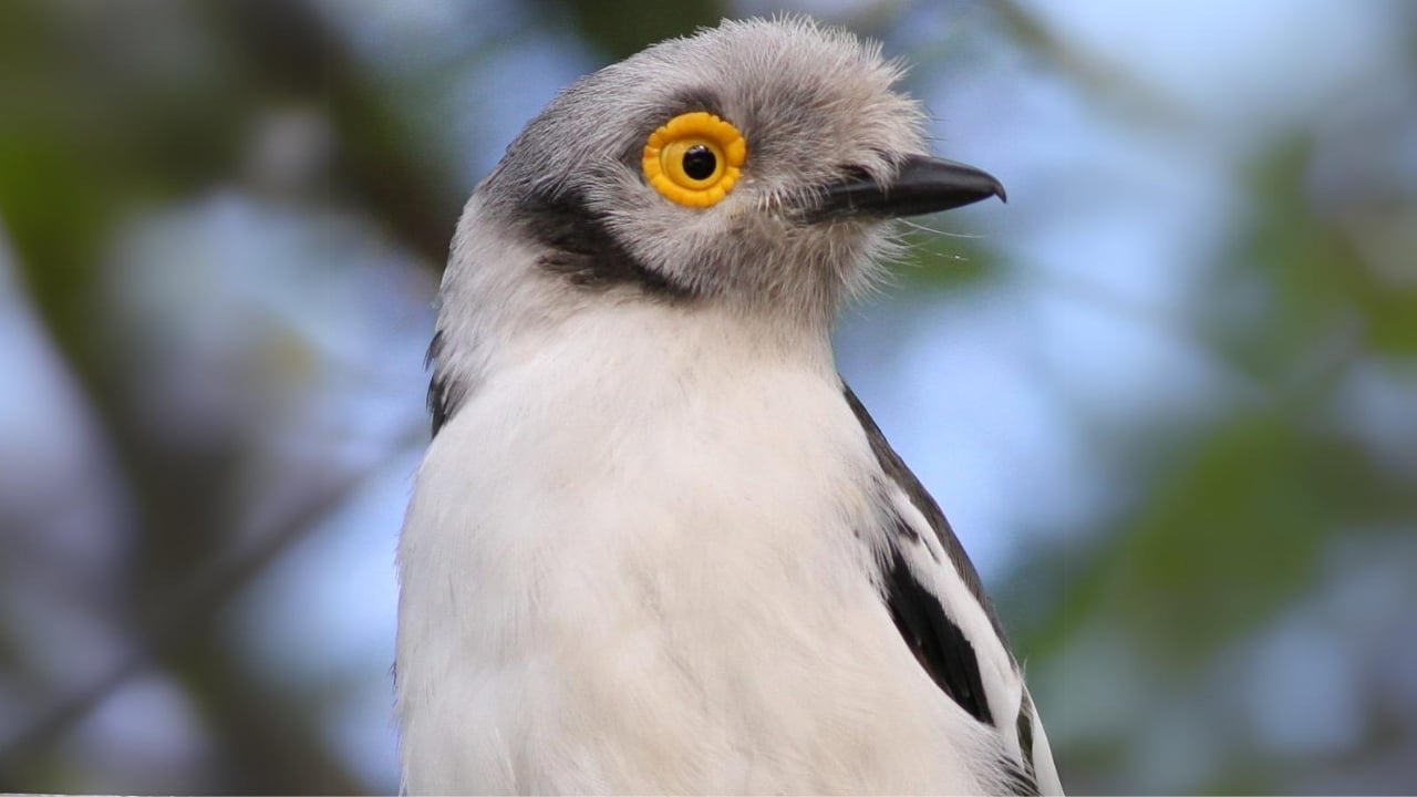 The Bird Whose Eyes Resemble Sunflowers: White-Crested Helmetshrike - White crested helmetshrike wc 1