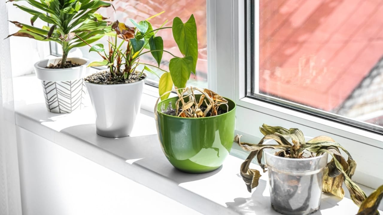 8 Common Challenges with Pothos Houseplants & How to Tackle Them - Wilting Leaves indoor ss2188018833