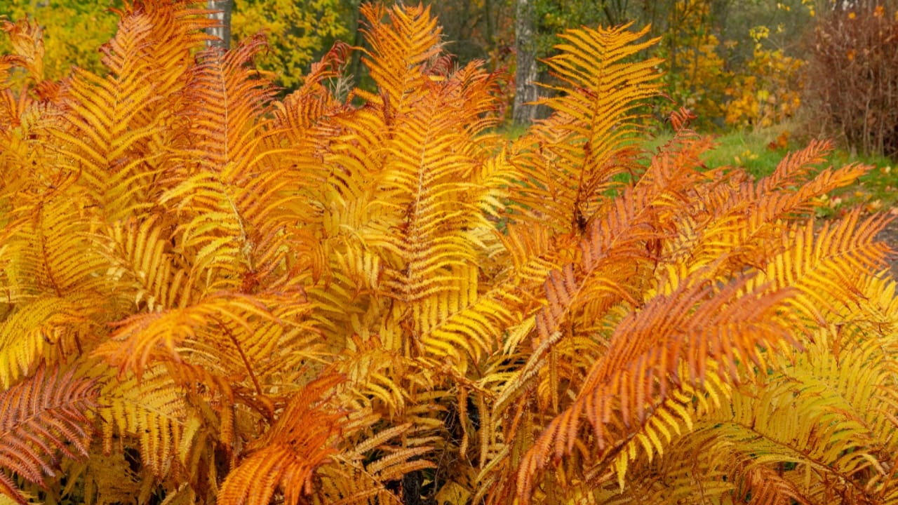 Achieve a Weed-Free Garden with These 15 Perennial Ferns - autumn fern ss1177534306
