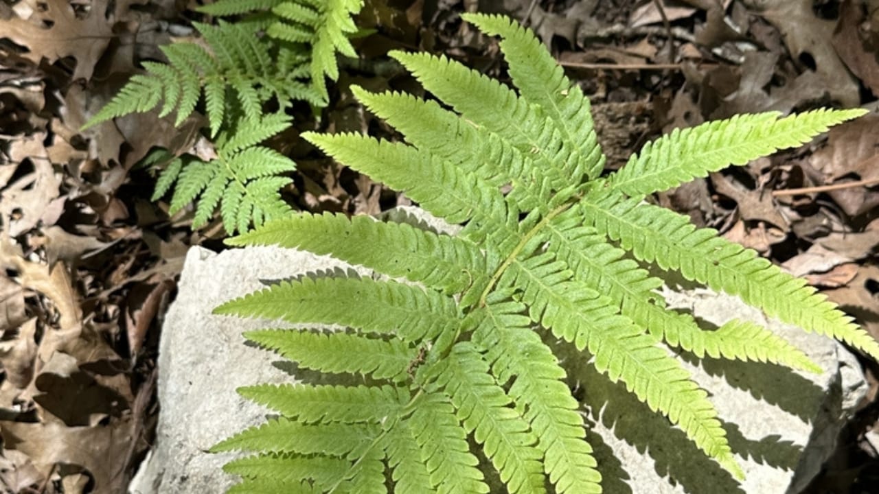 Achieve a Weed-Free Garden with These 15 Perennial Ferns - broad beech fern ss2453255419