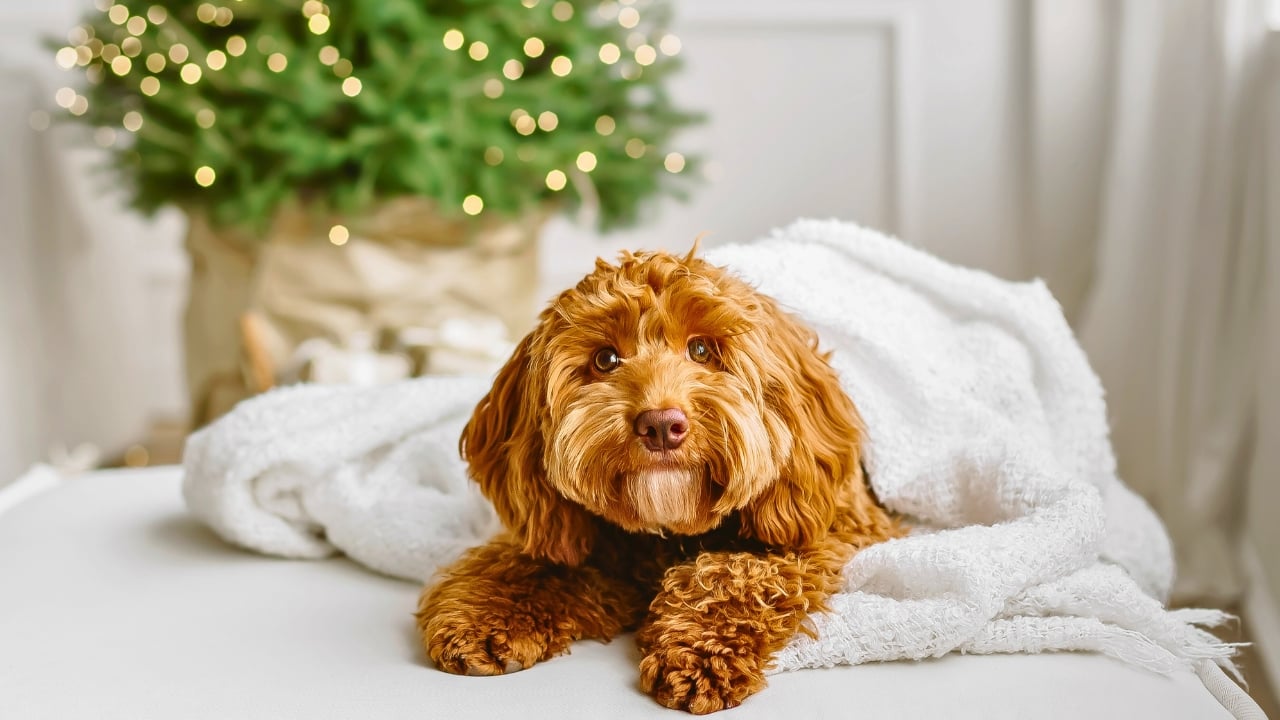 15 Doodle Dog Breeds Taking the Pet World by Storm - brown labradoodle dog ss2394924133 degm