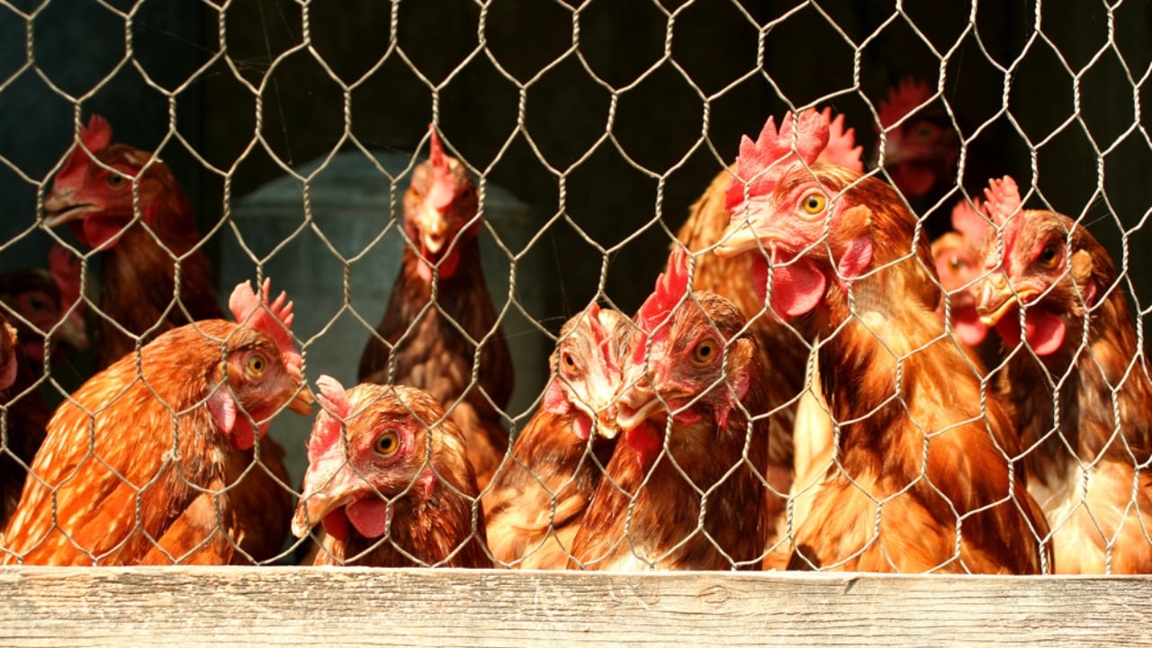 Don’t Build a Chicken Coop Without These 14 Must-Haves - bunch of chicken in coop dp3443187