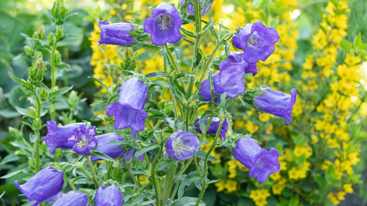 15 Flowers to Set the Mood for a Romantic Garden Escape - canterbury bells ss2142989693