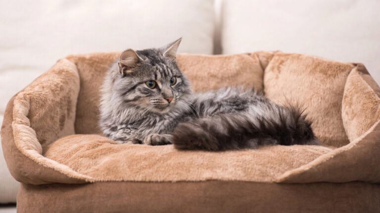 Stunning Cat Hiding When Feeling Relaxed image