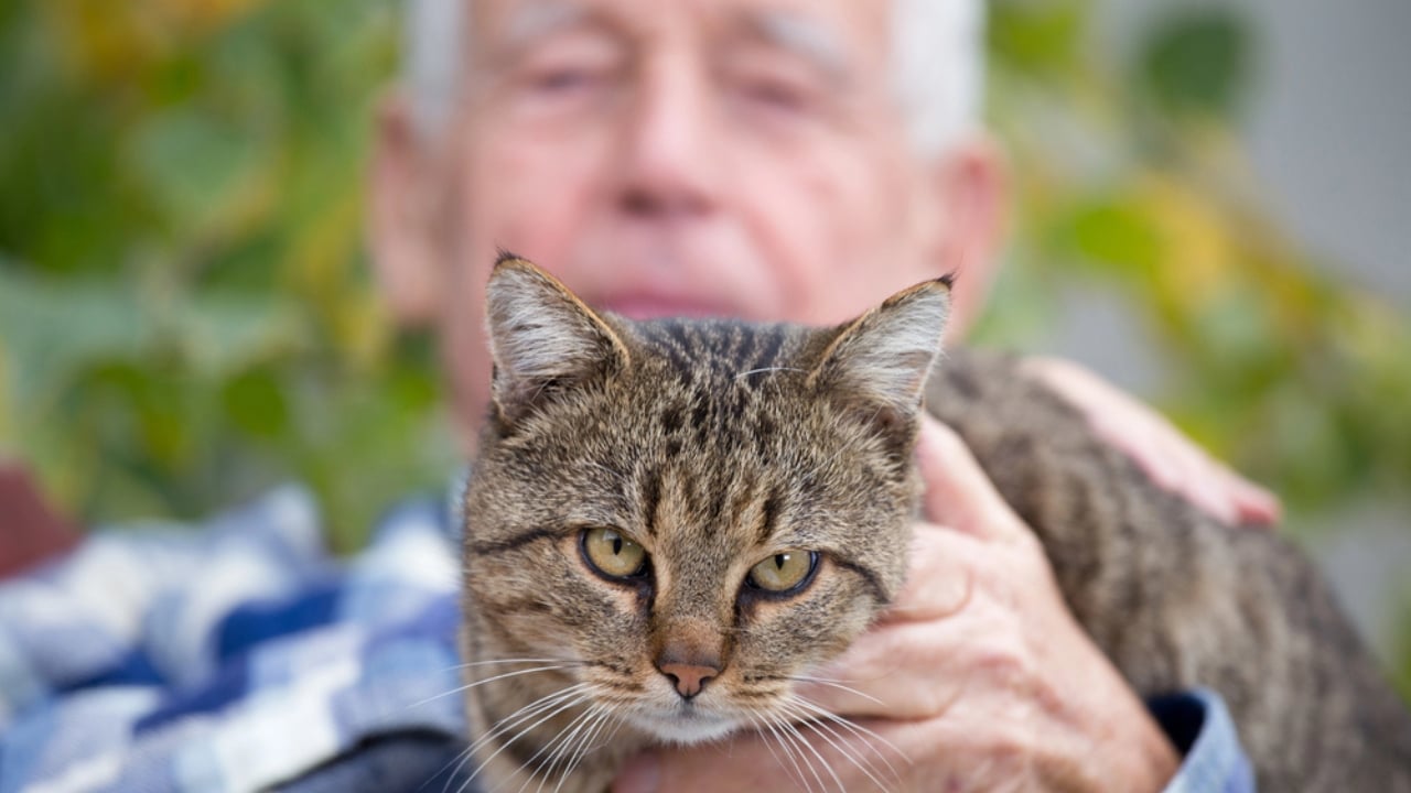 Purr-fect Matches: 10 Best Cat Breeds for Seniors - cat with senior dp129052734