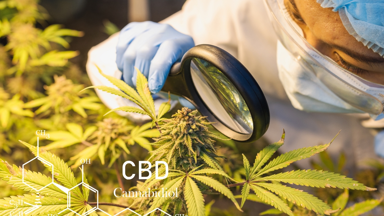 Legal CBD without Cannabis... Scientists Discover CBD in Native Plant, Opening New Possibilities - cbd lab researcher ss2315745445