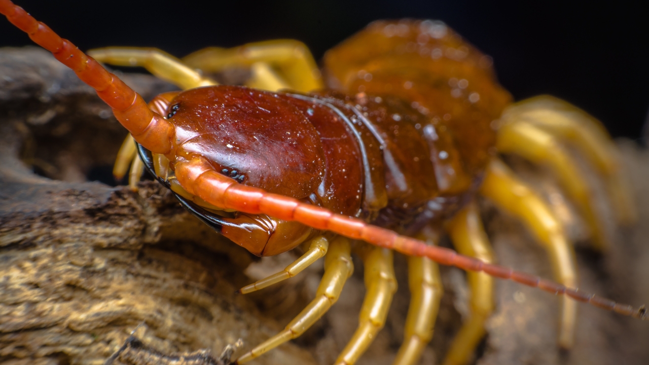 19 Terrifying Creatures That Could Give You Nightmares - centipede on a tree ss1406532056