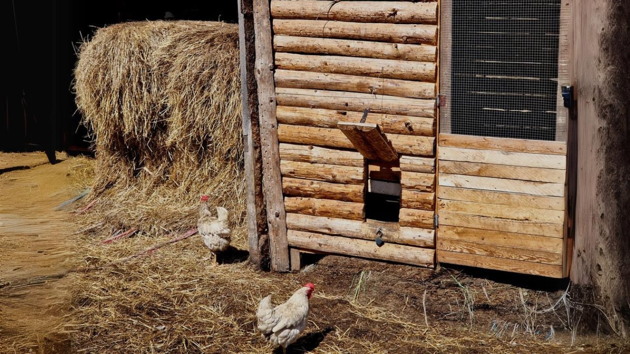 15 Must-Haves for a Safe & Happy Chicken Coop - chicken coop straw bales dp738332128
