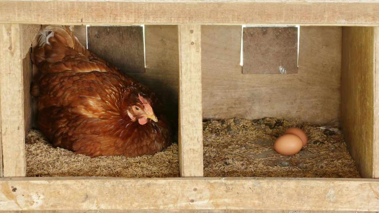 15 Must-Haves for a Safe & Happy Chicken Coop -