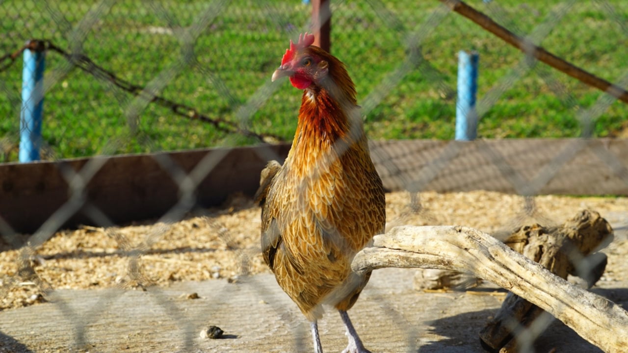 15 Must-Haves for a Safe & Happy Chicken Coop - chicken sunbathing chicken coop dp101379106