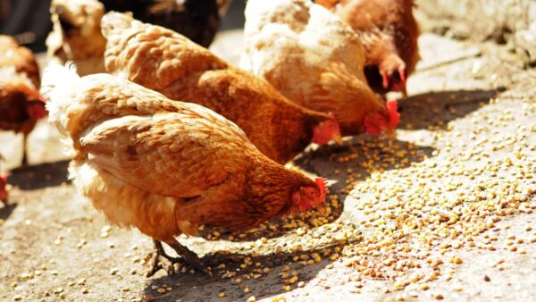 Image showcasing 15 Common Mistakes to Avoid When Raising Backyard Chickens