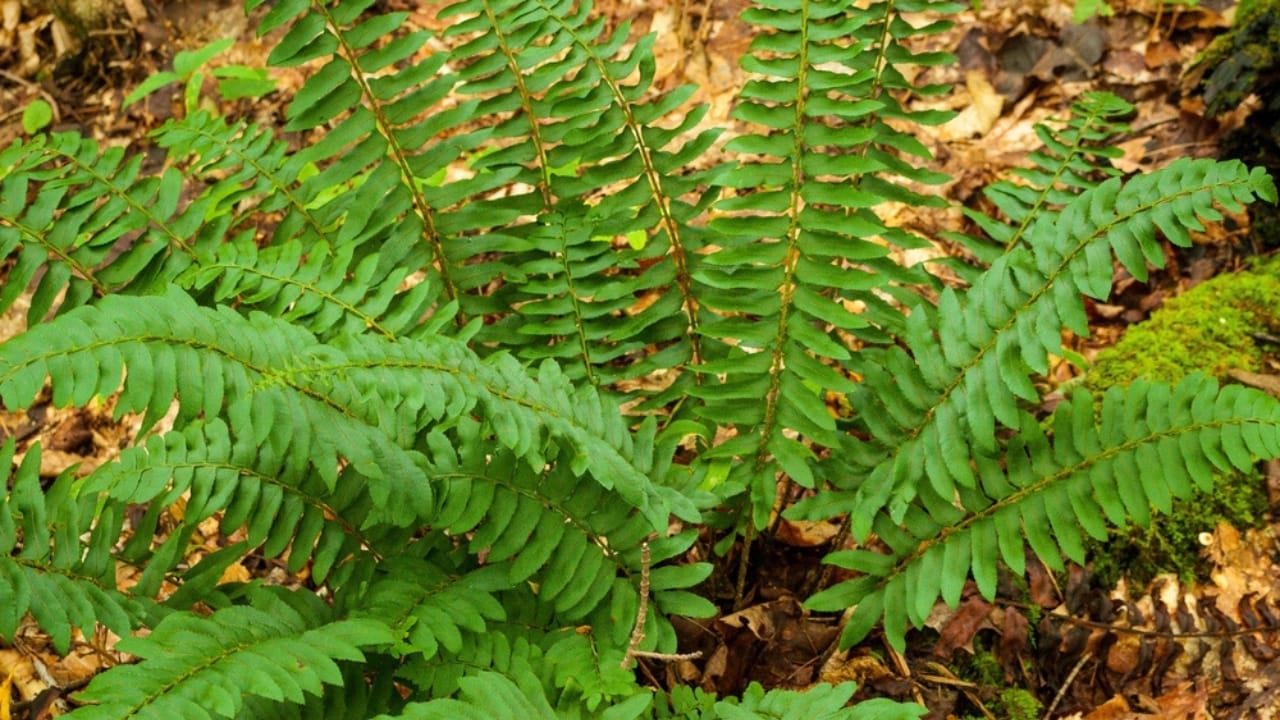 Achieve a Weed-Free Garden with These 15 Perennial Ferns - christmas fern ss2414489785