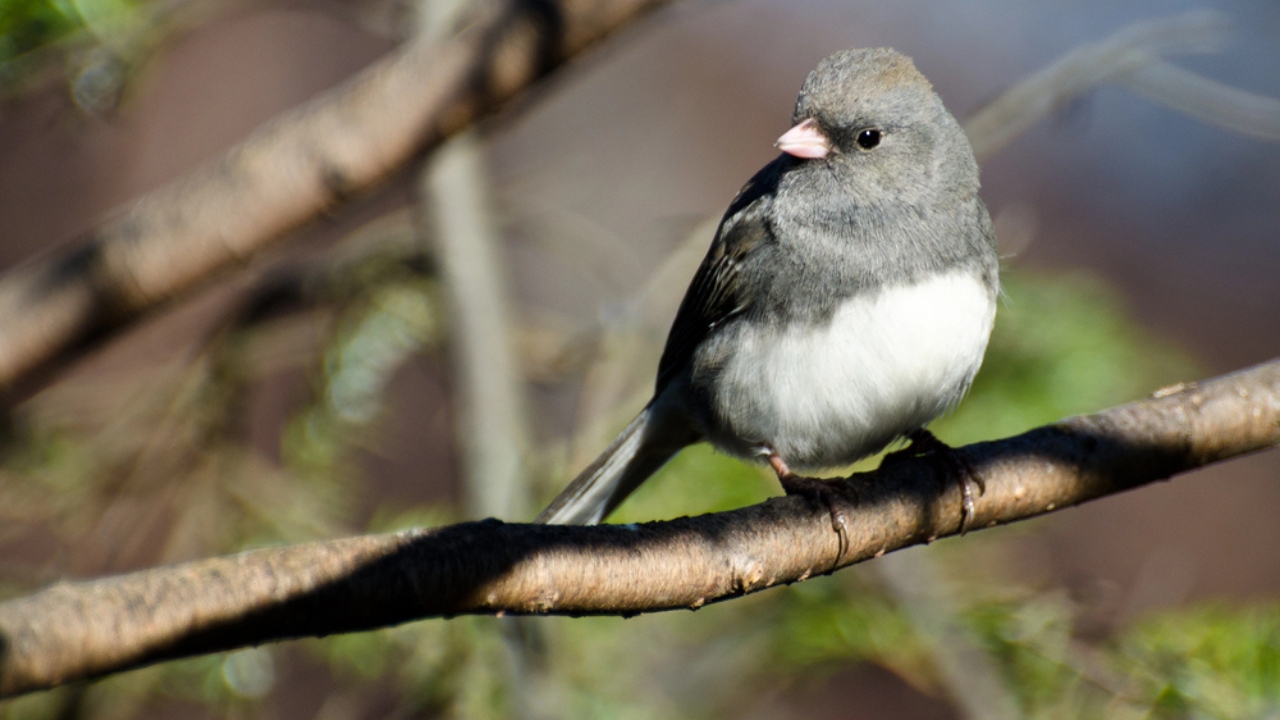 10 Bird Species You're Most Likely to Spot in North America - dark eyed junco dp37139327