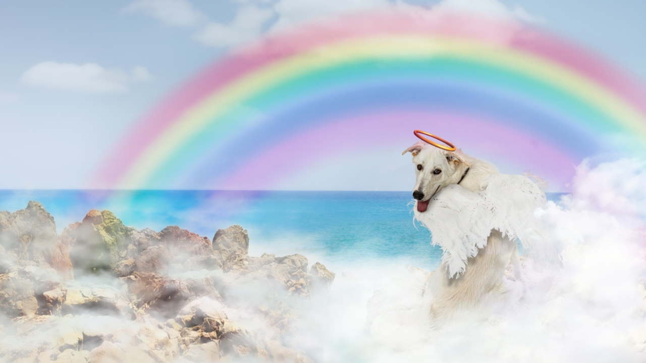 Where Do Dogs Go After They Die? Grief, Healing & Beliefs That Help - dog in rainbow dp347229888