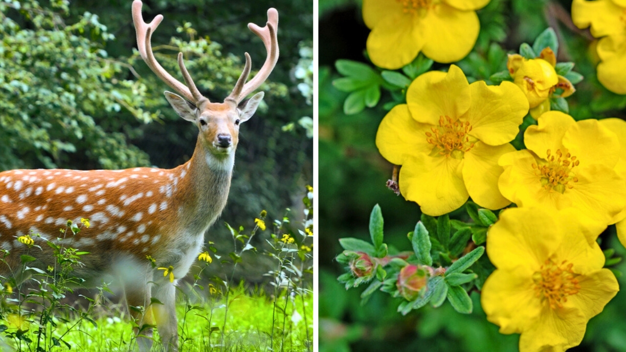 The Flowering Shrub That Adds Color All Season —and Deer Stay Away - dp403987024 ss224632780