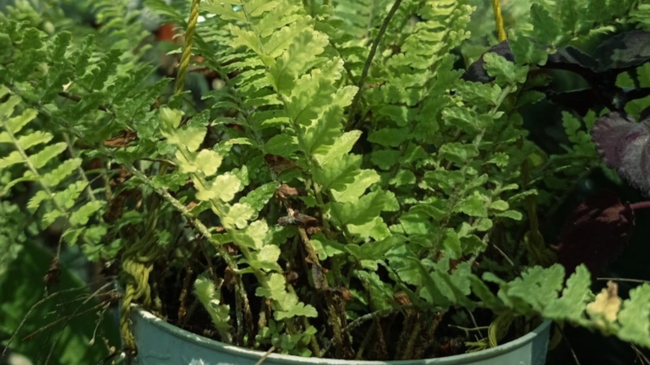 Achieve a Weed-Free Garden with These 15 Perennial Ferns - ebony spleenwort ss2359093143