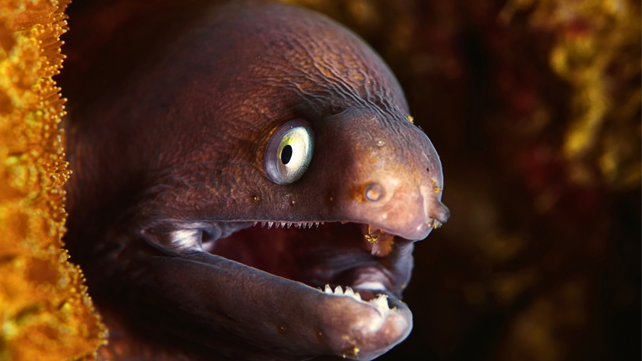 19 Terrifying Creatures That Could Give You Nightmares - electric eel ss2372677641
