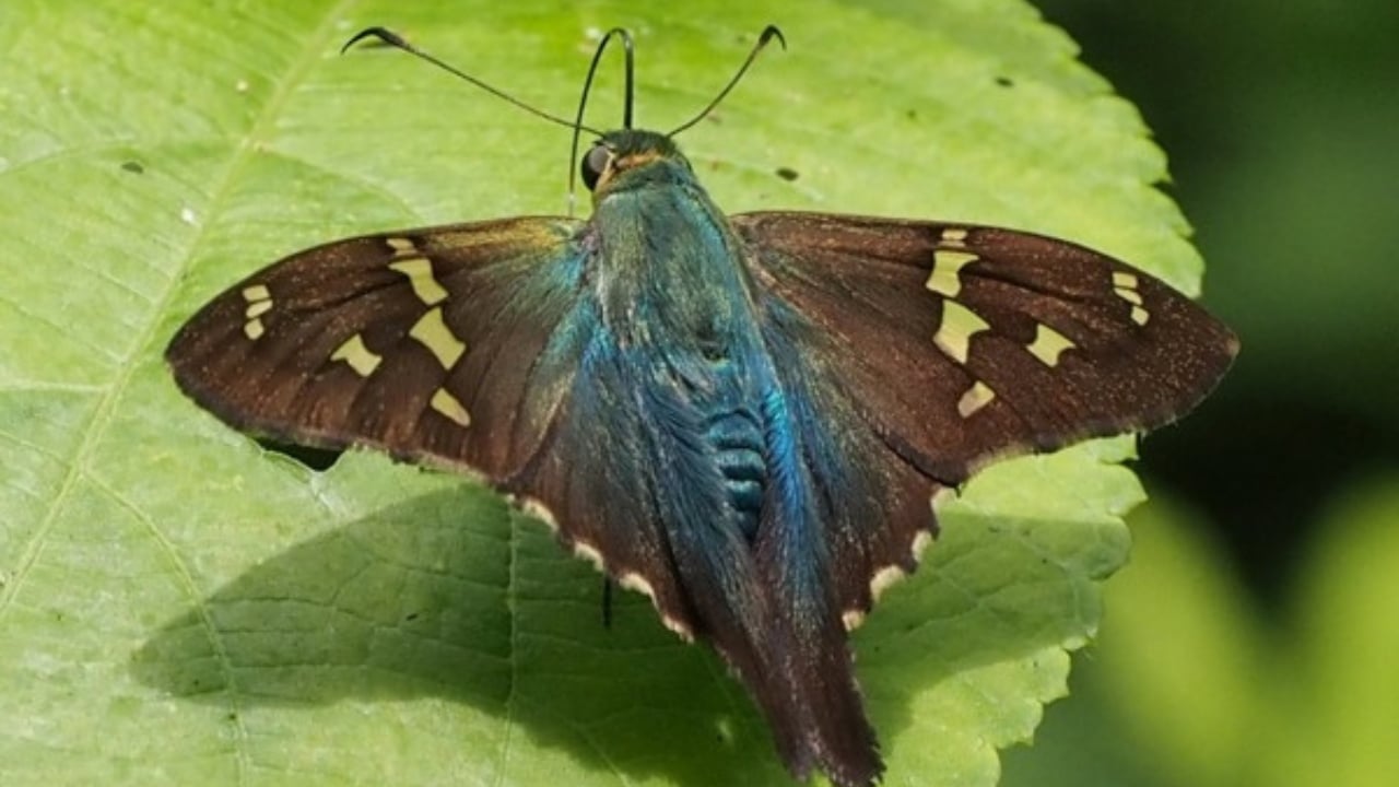 13 of the World’s Rarest Butterflies You’ll Be Lucky to See Even Once - emerald aguna wc