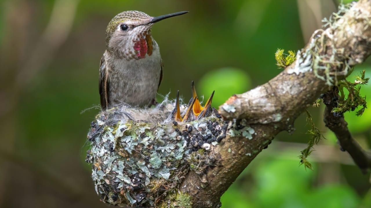 7 Tips to Make Your Yard a Prime Spot for Hummingbird Nesting - female hummingbird ss1707646936