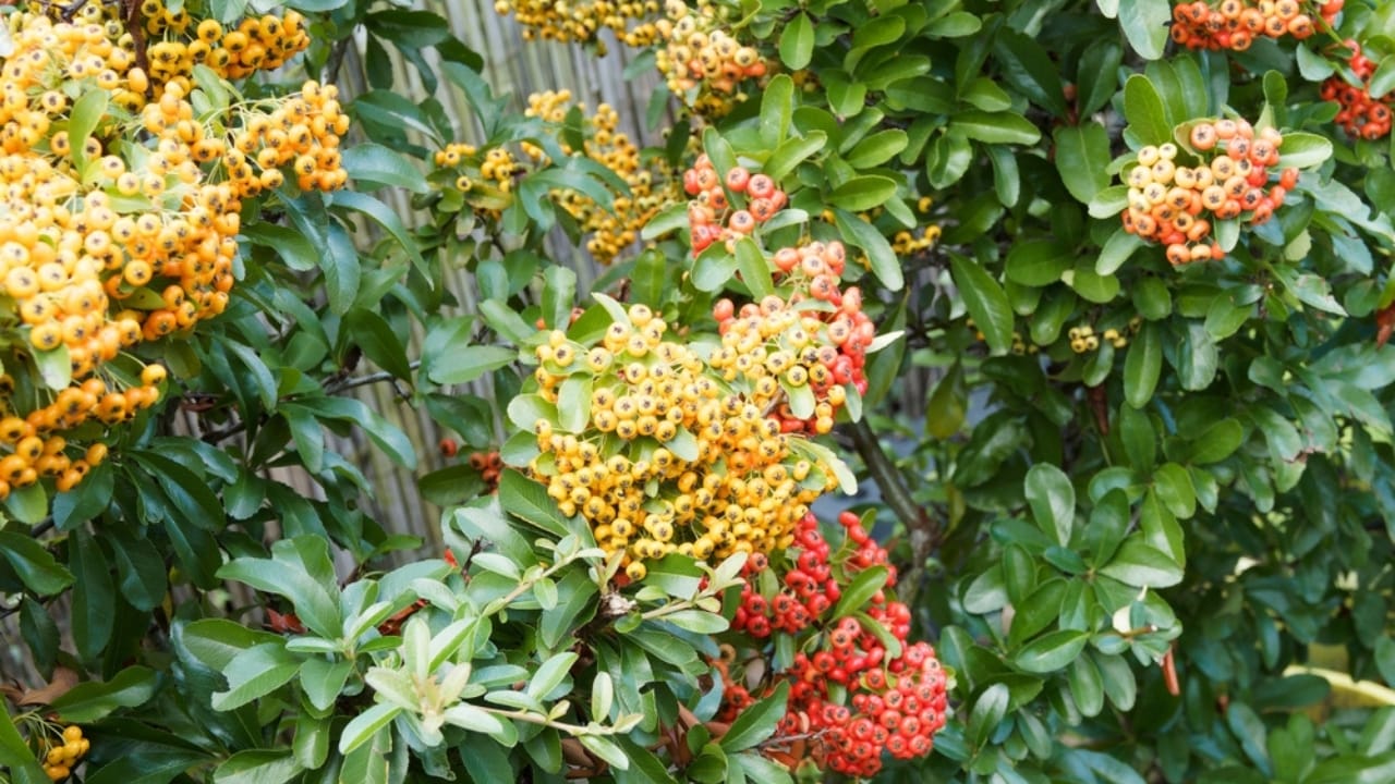 Plant These 13 Shrubs in the Fall for Fast Growth & Year-Round Beauty - firethorn ss2392437839