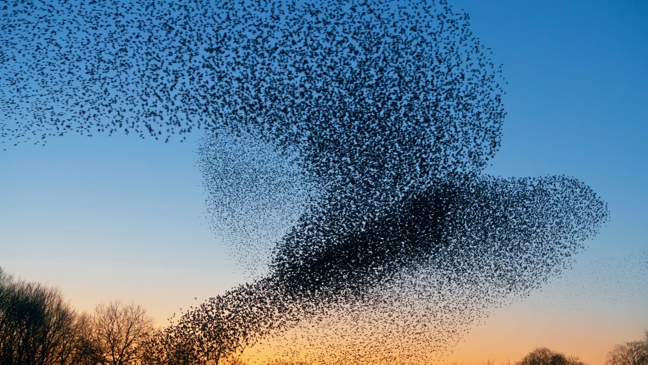 The Dark Cloud That's Actually Birds: Fall's Amazing Starling Show Happening Now - flock starling birds ss1638904891