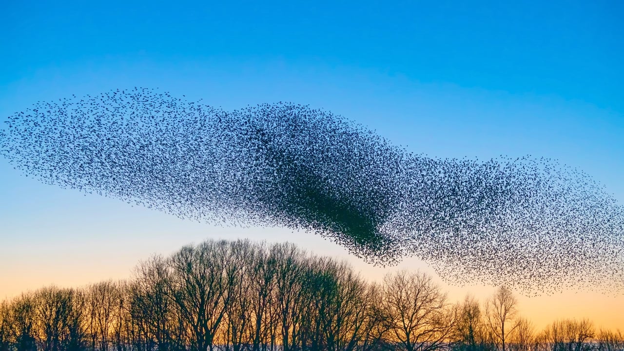 The Dark Cloud That's Actually Birds: Fall's Amazing Starling Show Happening Now - flock starling birds ss1864566346