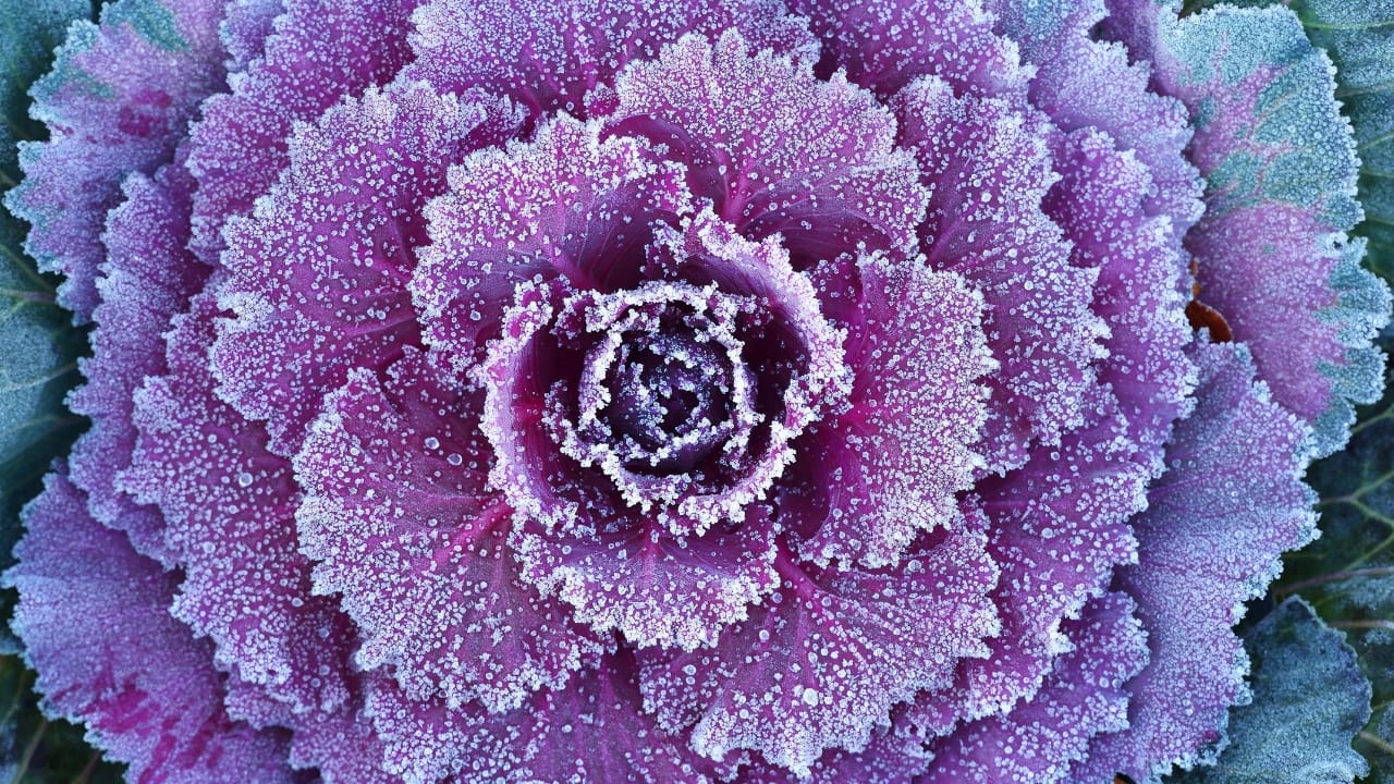 Frost-Defying Veggies: 25 Cold-Hardy Heroes for Your Winter Garden - frost cabbage ss457361440