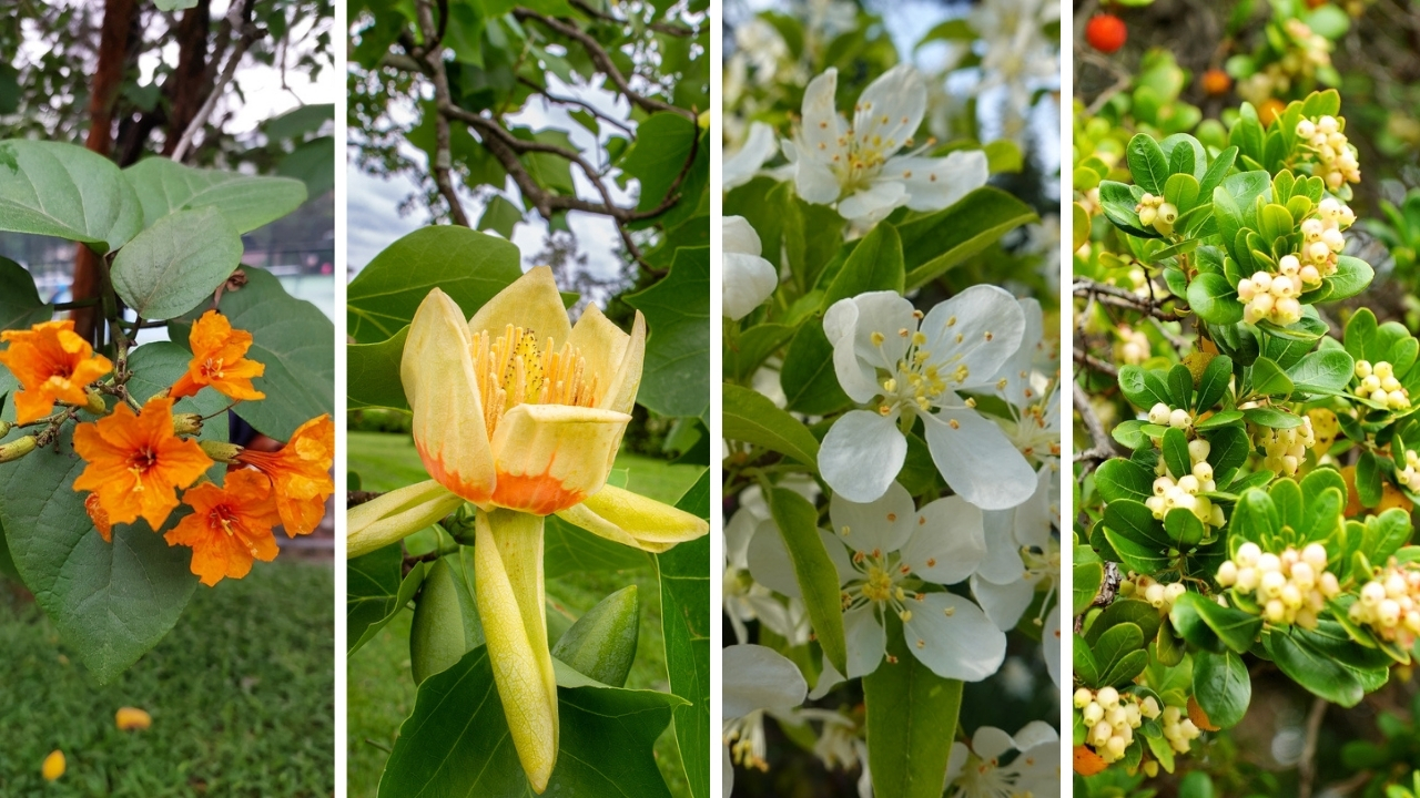 Hummingbird Trees Made Easy: Grow Unique Beauties with These Expert Tips - geiger tulip crab apple and strawberry tree ss24615573611978532642 21696715852108353847