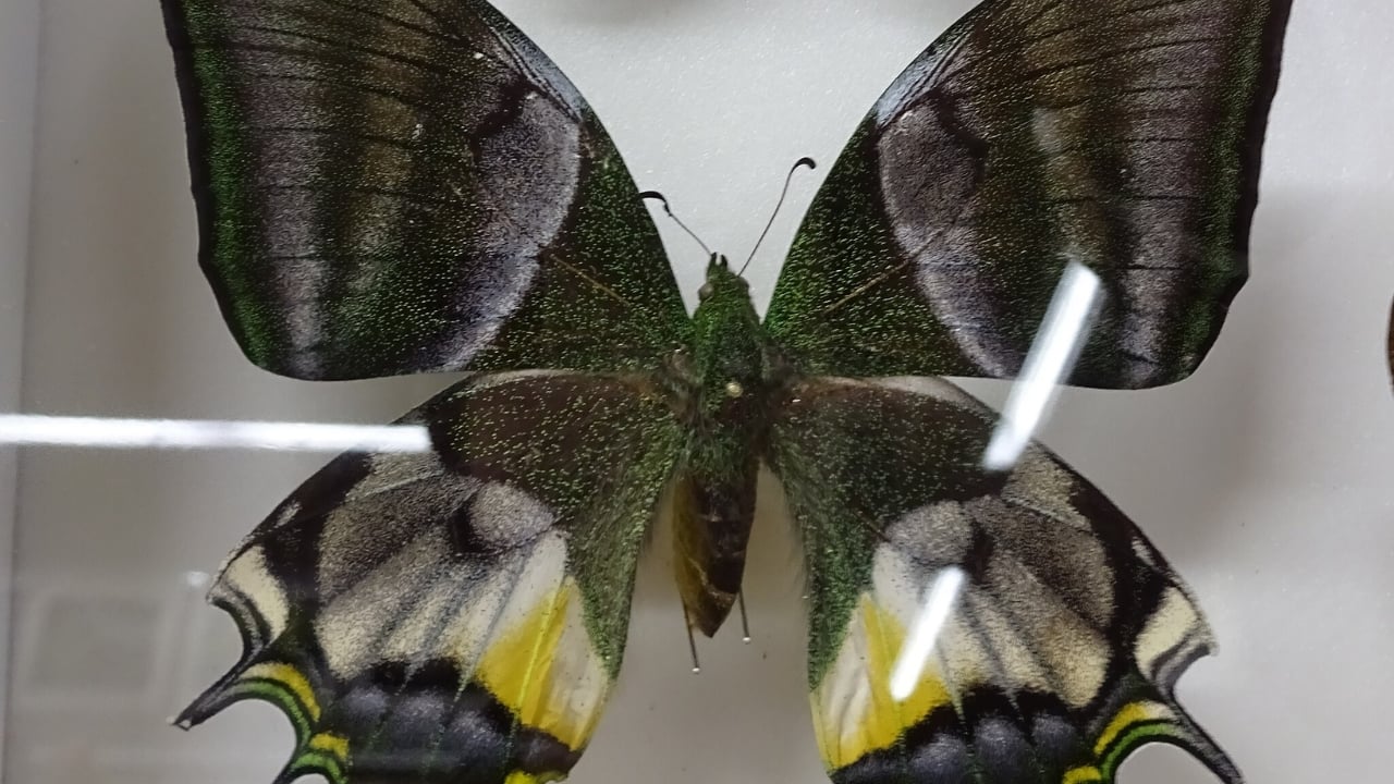 13 of the World’s Rarest Butterflies You’ll Be Lucky to See Even Once - golden kaiser i hind wc