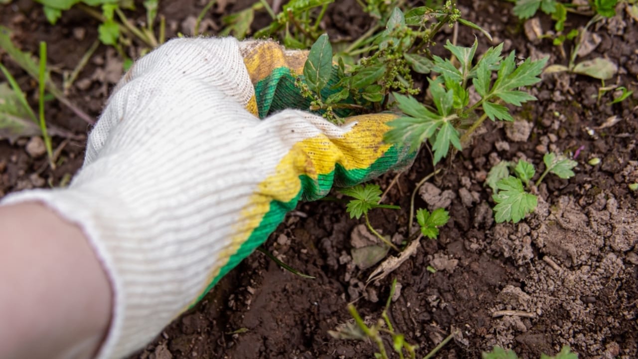 Say Goodbye to Driveway Weeds with These 15 Methods - hand weeding ss2509884929