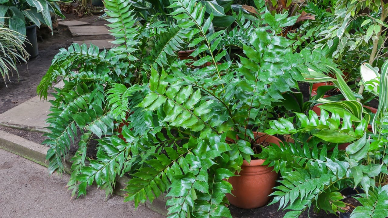 Achieve a Weed-Free Garden with These 15 Perennial Ferns - holly fern ss583752877