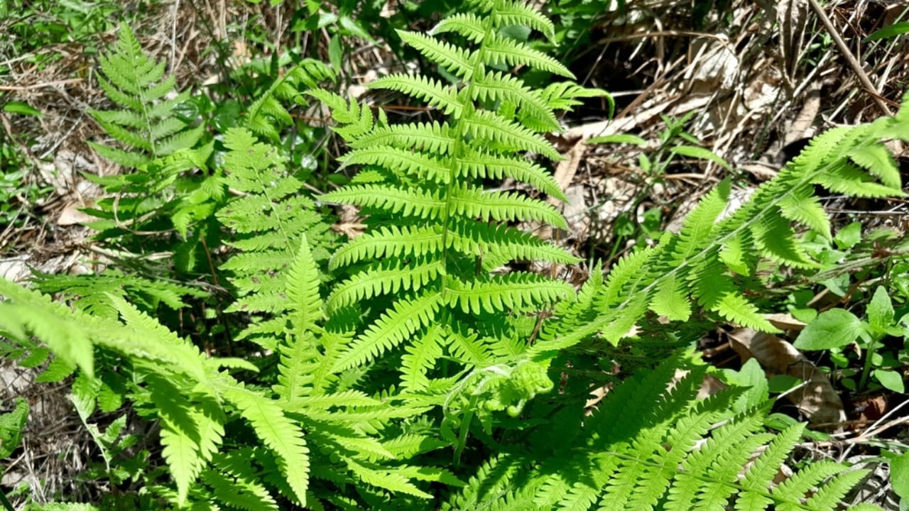 Achieve a Weed-Free Garden with These 15 Perennial Ferns - interrupted fern ss2498283893