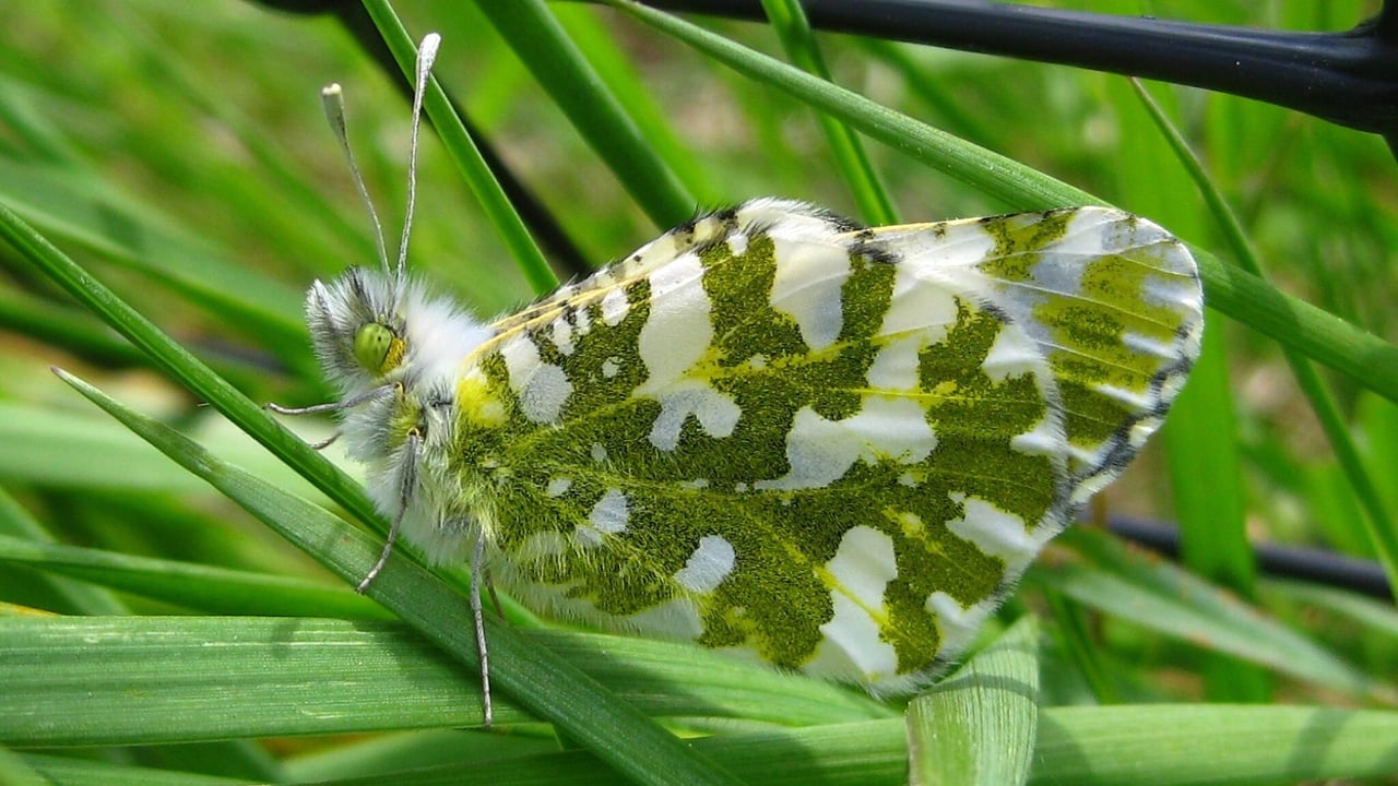 13 of the World’s Rarest Butterflies You’ll Be Lucky to See Even Once - island marble butterfly wc